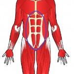 腹筋が割れて見えるのおは腹直筋